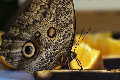A blue morpho butterfly feeding on a banana at a butterfly conservatory.