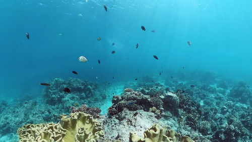 View of fish swimming in sea