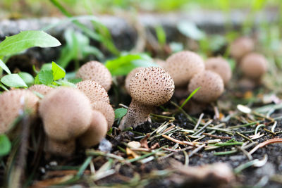 Close-up of mushrooms growing on field