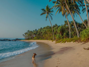 Scenic view of palm trees on beach against sky