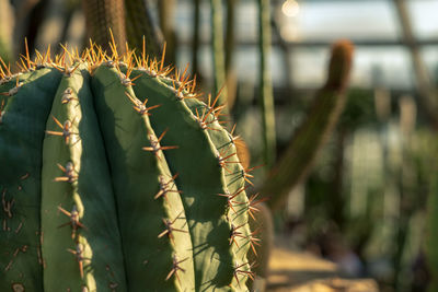 Close-up of cactus plant