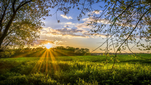 Scenic view of grassy field against sky at sunset