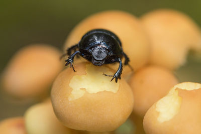 Close-up of insect