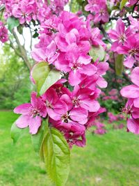 Close-up of pink flowers