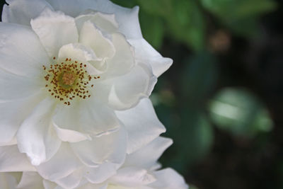 Close-up of flower