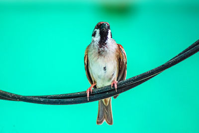 Close-up of bird perching on twig