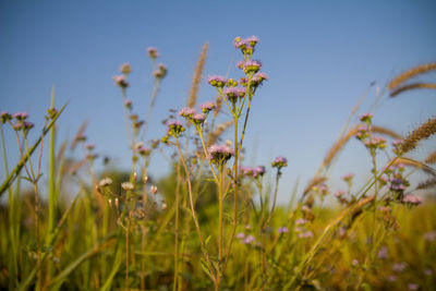 Close-up of flowering plants on field against sky