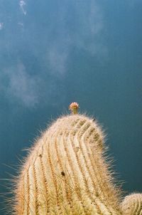 Close-up of cactus plant against sky