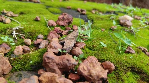 Close-up of mushrooms on field