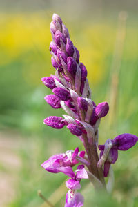 Close up of an early purple orchid emerging into bloom