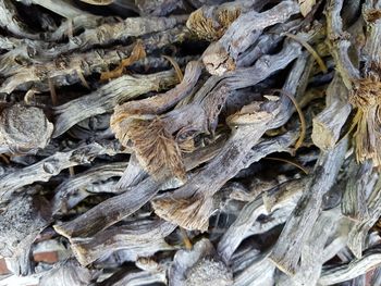 Close-up of dried leaves on tree trunk