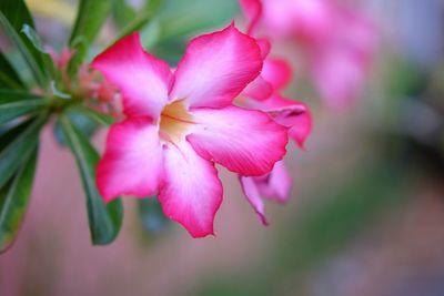 Close-up of pink flowering plant