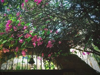 Low angle view of trees