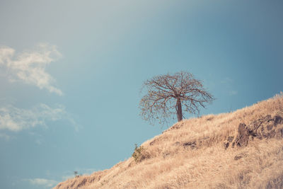 Low angle view of tree on field against sky