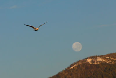 Low angle view of bird flying against clear sky