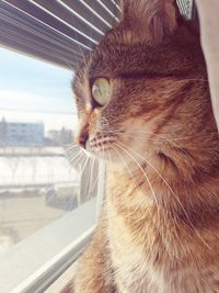 Close-up of a cat looking away