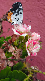 Close-up of insect on pink cherry blossom