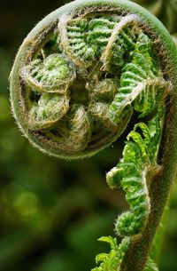 Close-up of fern on plant