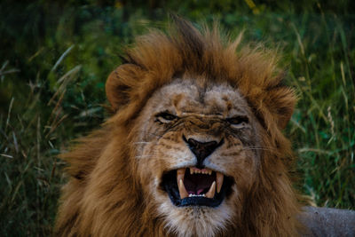 Close-up of lioness