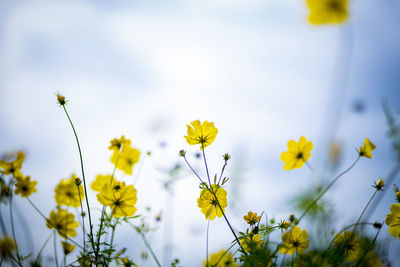 Close-up of yellow cosmos flowering plants on field against sky
