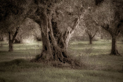 Trees in forest