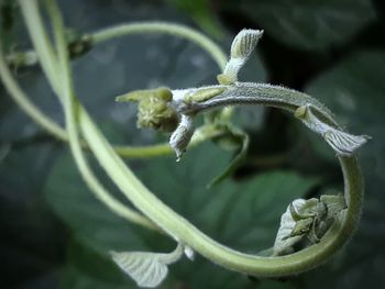 Close-up of green plant
