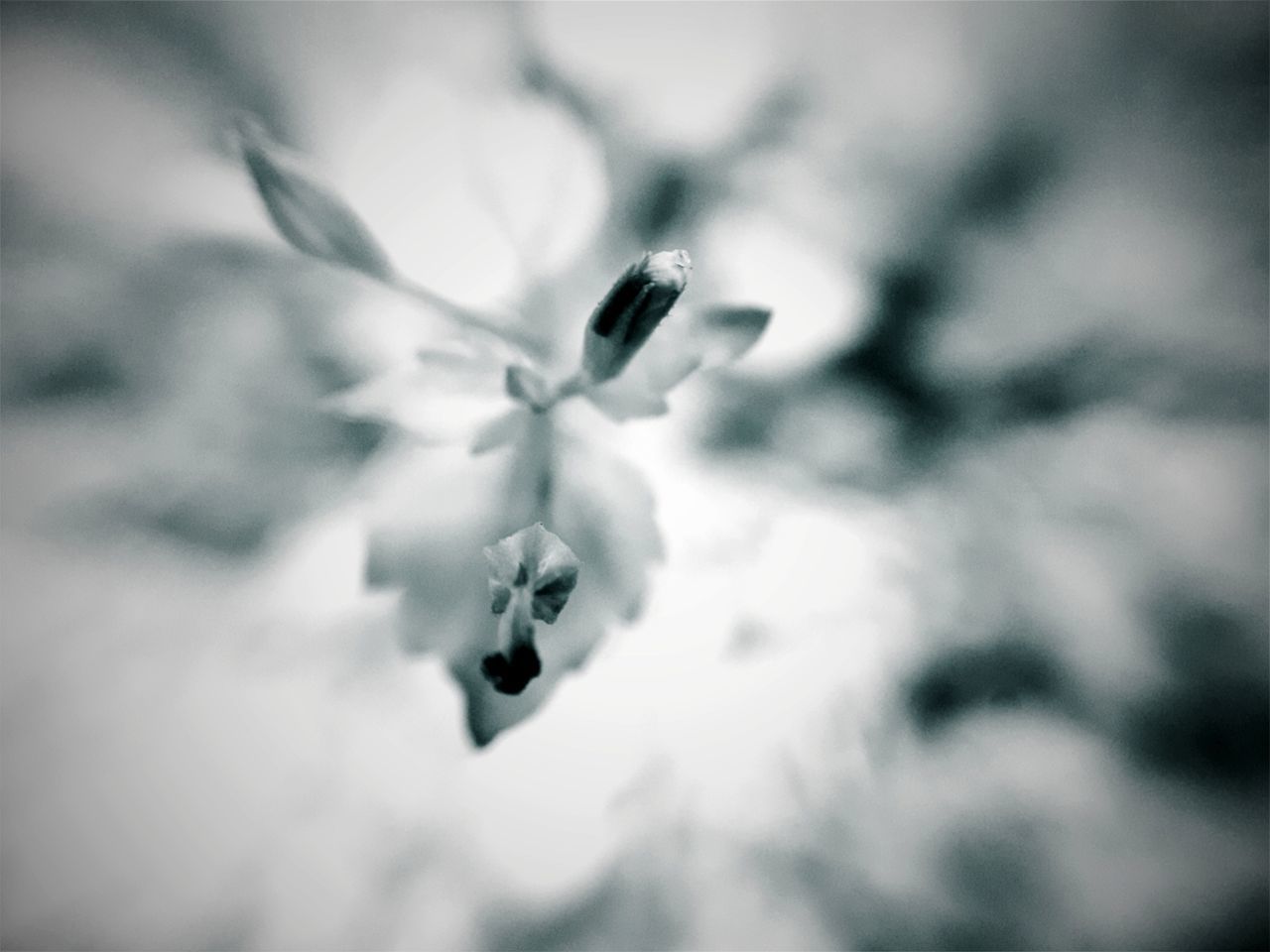 CLOSE-UP OF FLOWER ON PLANT