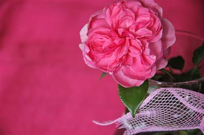 Close-up of pink rose