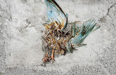 Dead bird on concrete