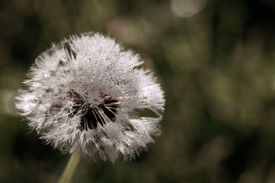 Close-up of dandelion flower