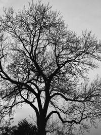 Low angle view of silhouette bare tree against clear sky