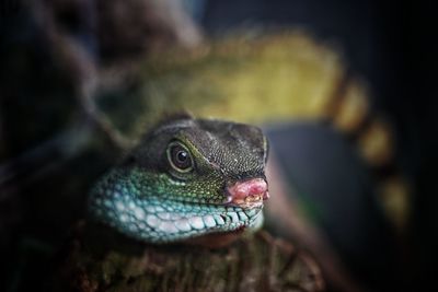 Close-up of lizard