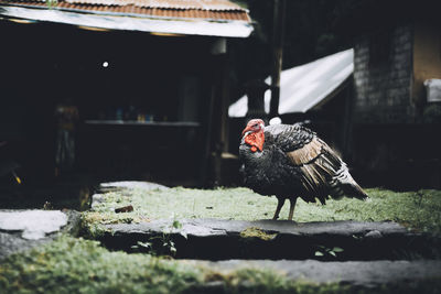 View of a bird