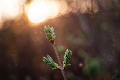 Close-up of plant growing on sunny day