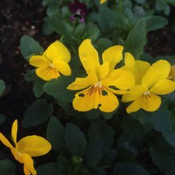 Close-up of yellow flowers blooming outdoors