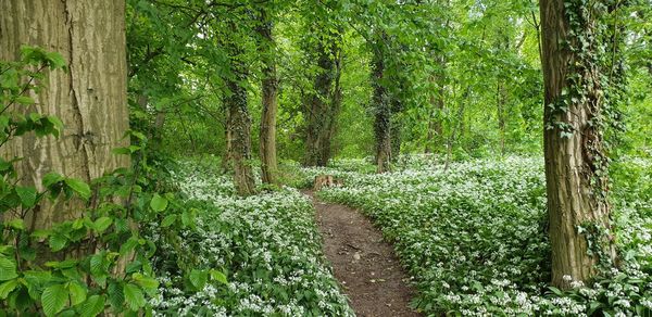 View of trees growing in forest