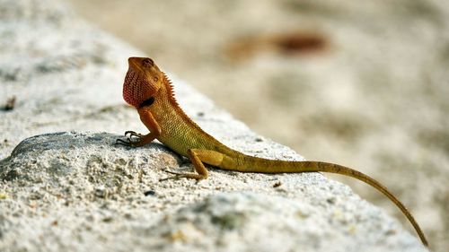 Close-up of lizard on rock