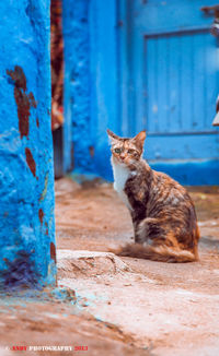 Portrait of cat sitting outdoors