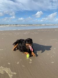 Dog lying on beach