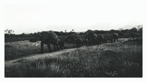 Scenic view of grassy field against sky