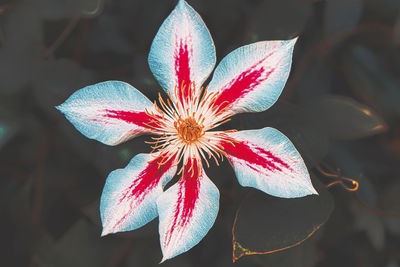 High angle view of flowering plant