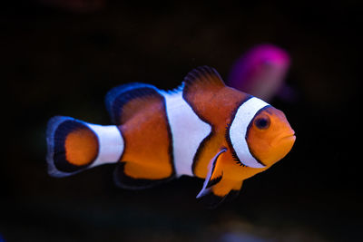 Close-up of fish swimming in sea
