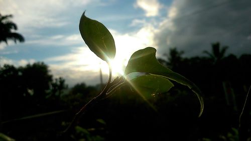 Close-up of plant against sky