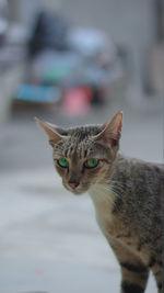 Close-up portrait of tabby cat