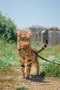 Domestic bengal cat on a leash during a walk.