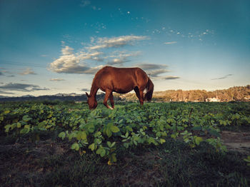 Horse grazing in a field
