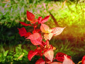 Close-up of red flowers on plant