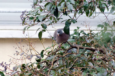 Close-up of bird perching on tree