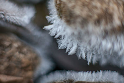 Close-up of snow on tree