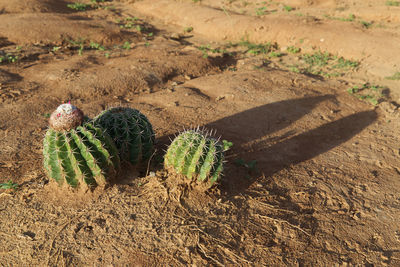 High angle view of pine cone on field